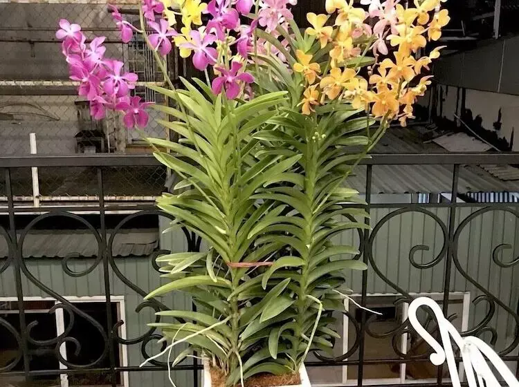 تختخواب و صبحانه Louis Hotel   Bui Vien Walking Street