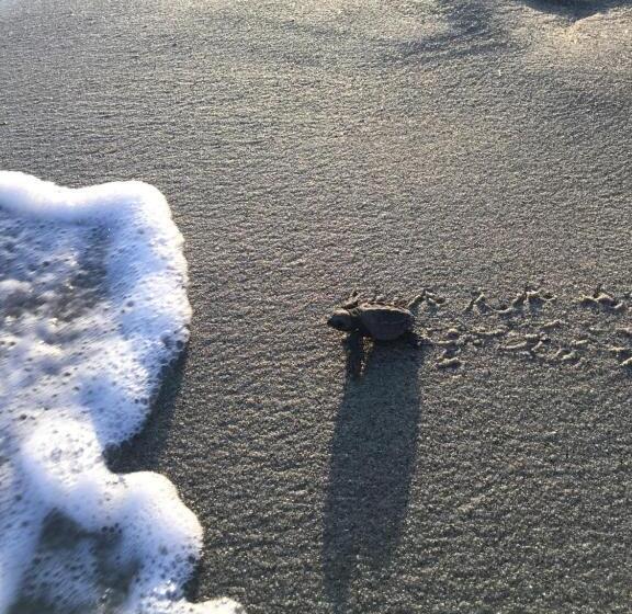 مبيت وإفطار Nico S Beach Panama