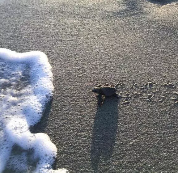 Aamiaismajoitus (B&B) Nico S Beach Panama