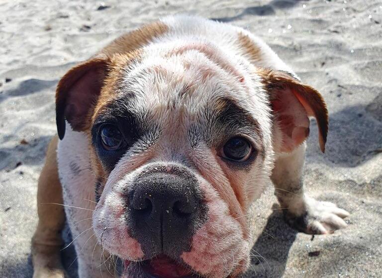 مبيت وإفطار Nico S Beach Panama