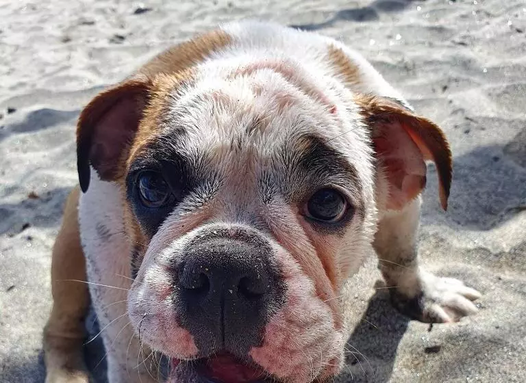 Aamiaismajoitus (B&B) Nico S Beach Panama