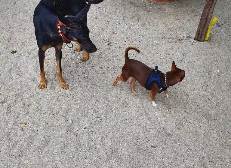 Aamiaismajoitus (B&B) Nico S Beach Panama