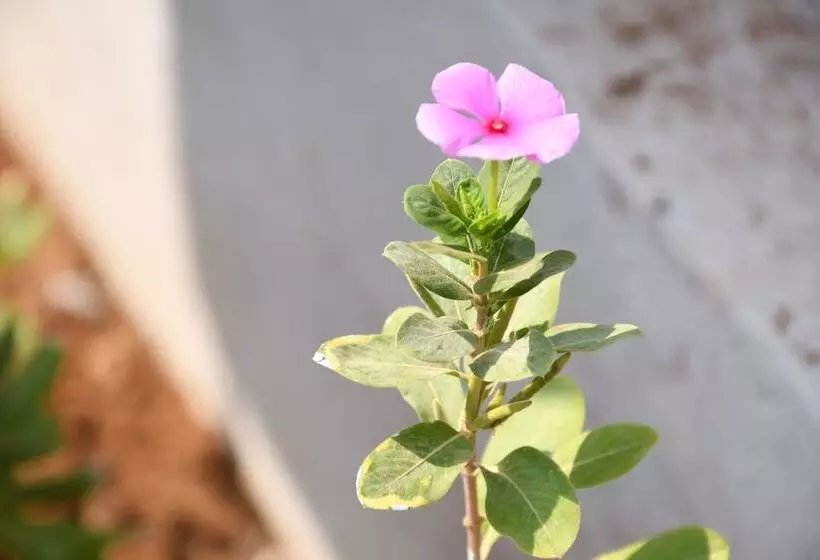 Hotelli Sea Princess Beach Resort