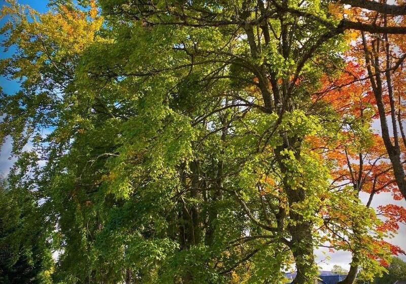 The Speyside Hotel And Restaurant