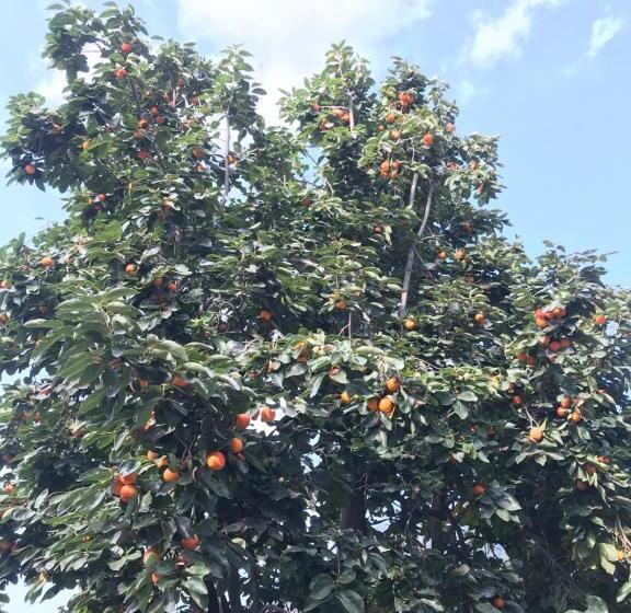 Bed and Breakfast Enchanted Hills Farmstay