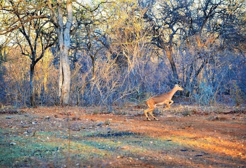 تختخواب و صبحانه Bosbok Lodge