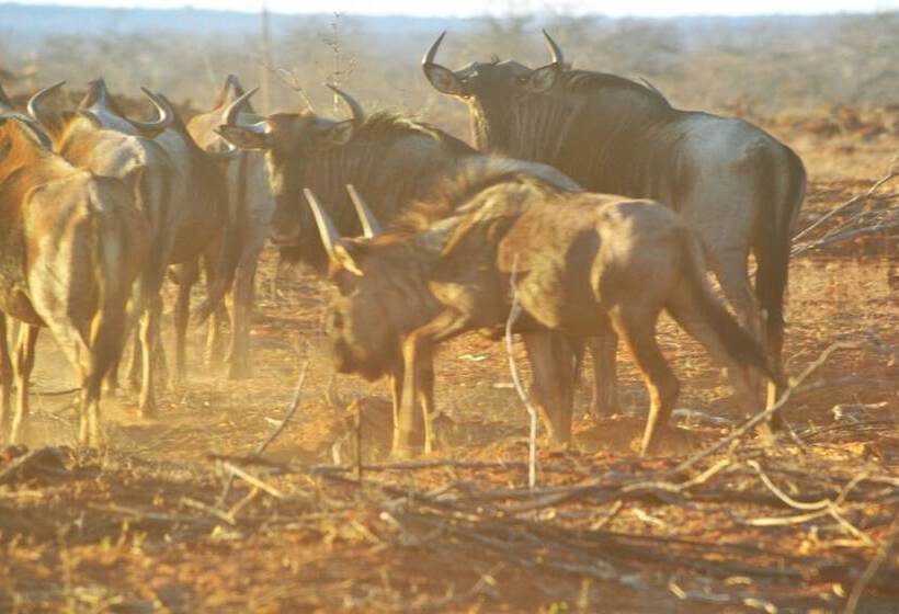 تختخواب و صبحانه Bosbok Lodge