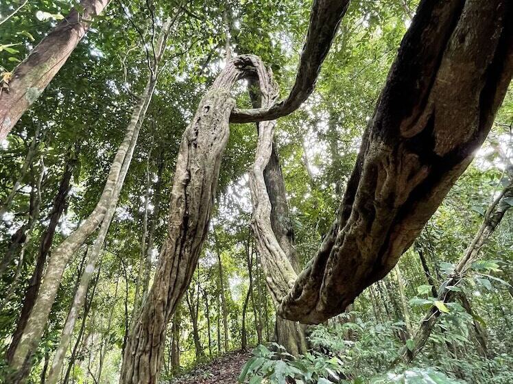 هاستل Teva Hotel & Jungle Reserve