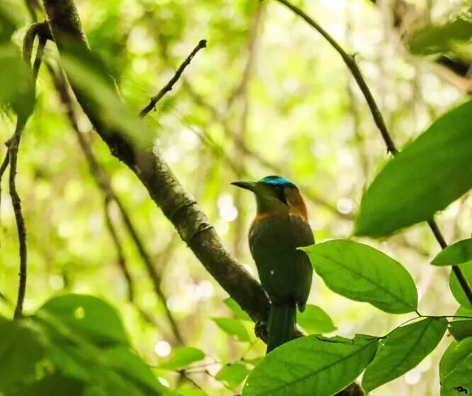 Retkeilymaja Teva Hotel & Jungle Reserve