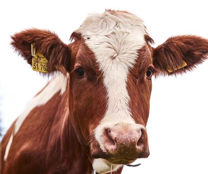 Majatalo Berghotel Altes Wallberghaus