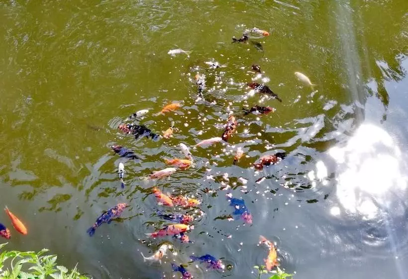 پانسیون Horia