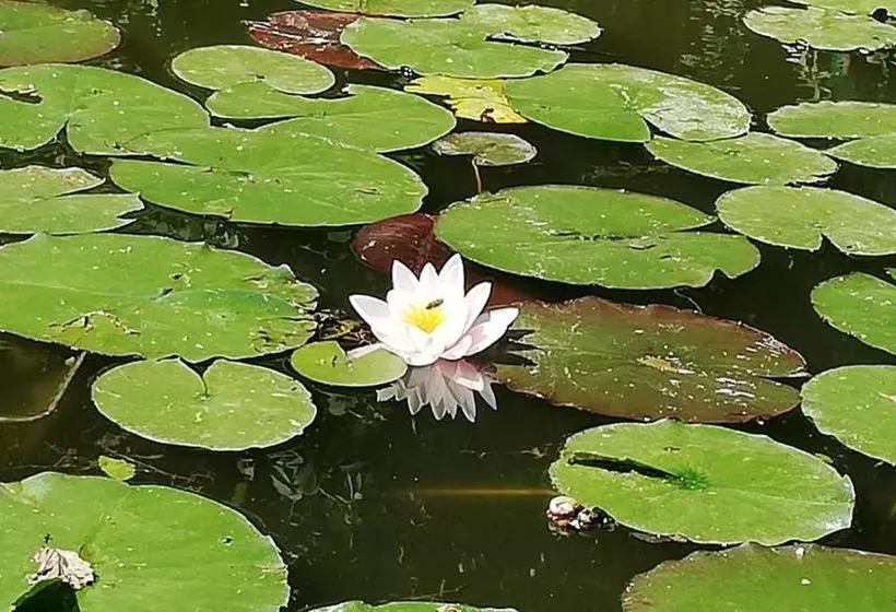 پانسیون Horia