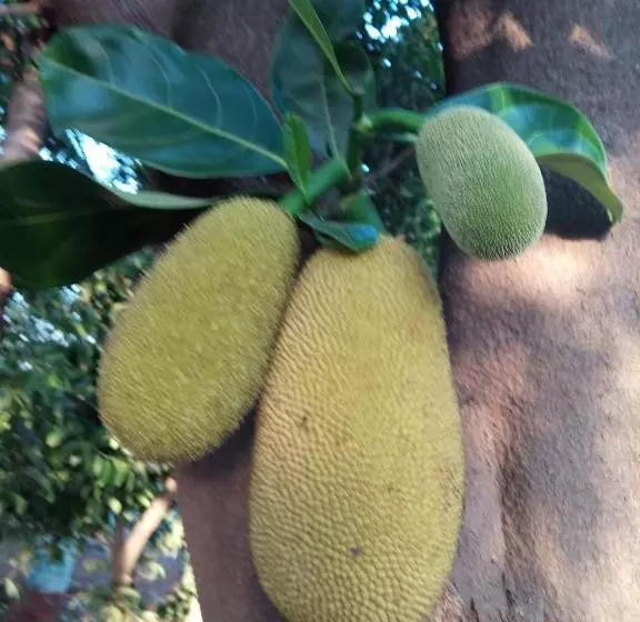 Majatalo Vidya Konkan Agro Tourism