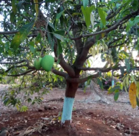 Majatalo Vidya Konkan Agro Tourism
