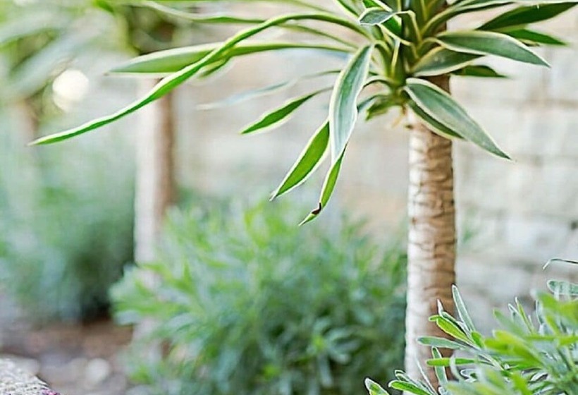 پانسیون Cavallo Guesthouse