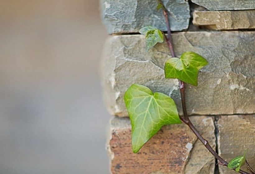 پانسیون Cavallo Guesthouse