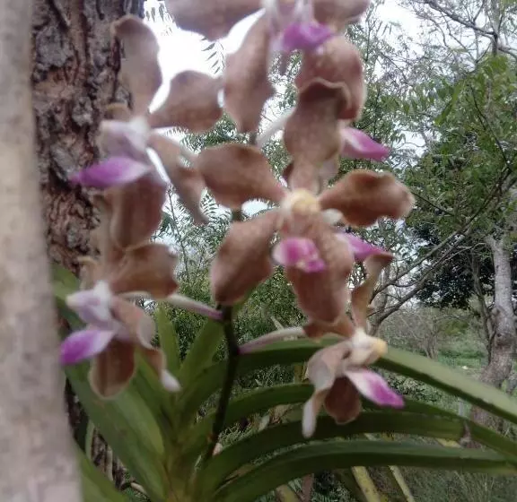 مُتل Wilpattu Buma