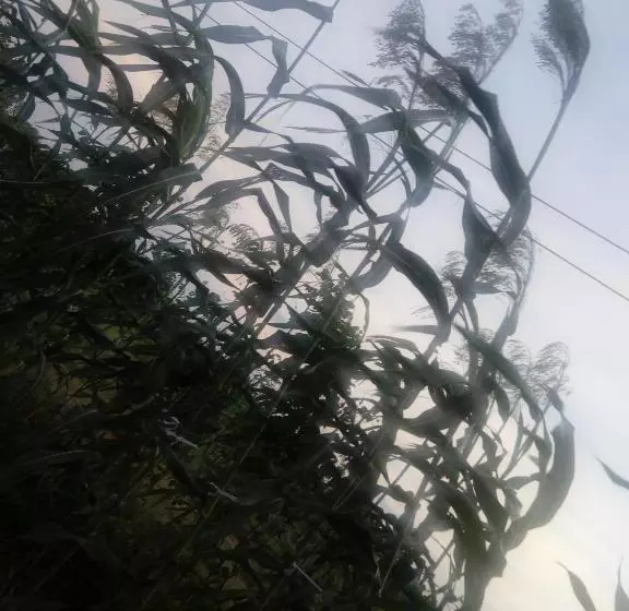 مُتل Wilpattu Buma