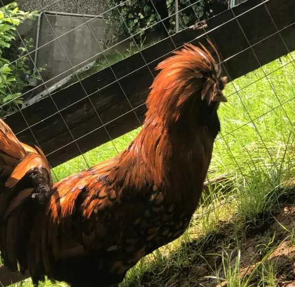 Aamiaismajoitus (B&B) Ai 4 Soli