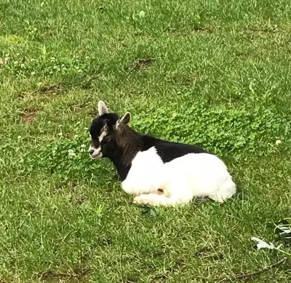 Aamiaismajoitus (B&B) Ai 4 Soli