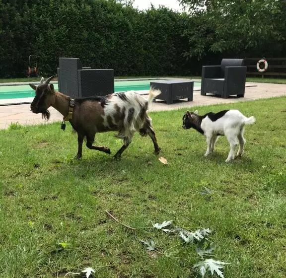 Aamiaismajoitus (B&B) Ai 4 Soli