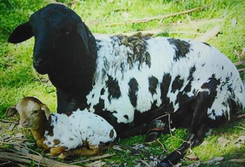 پانسیون Die Windpomp Guesthouse