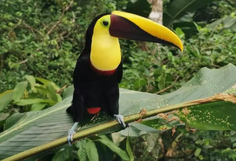 Majatalo Villa Tucan