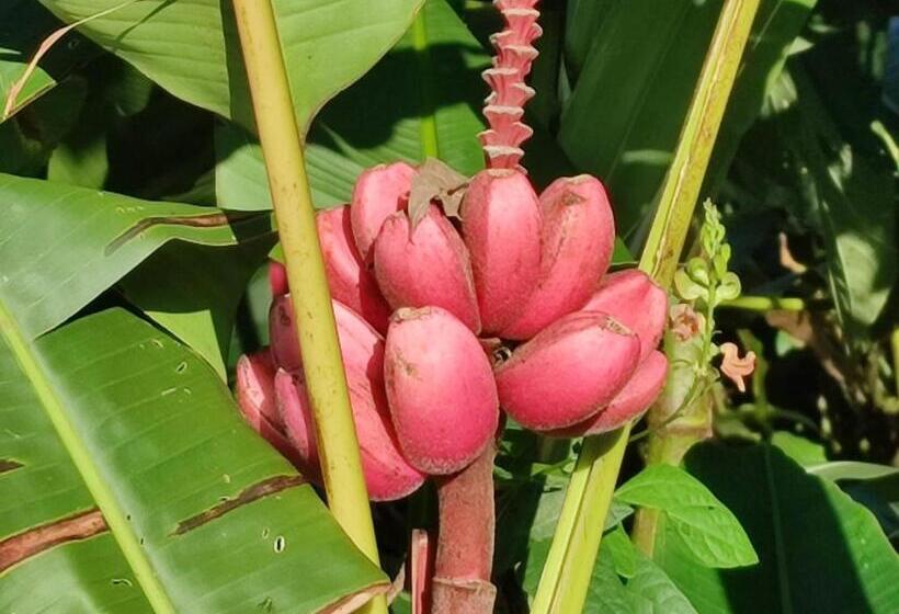 بنسيون Villa Tucan