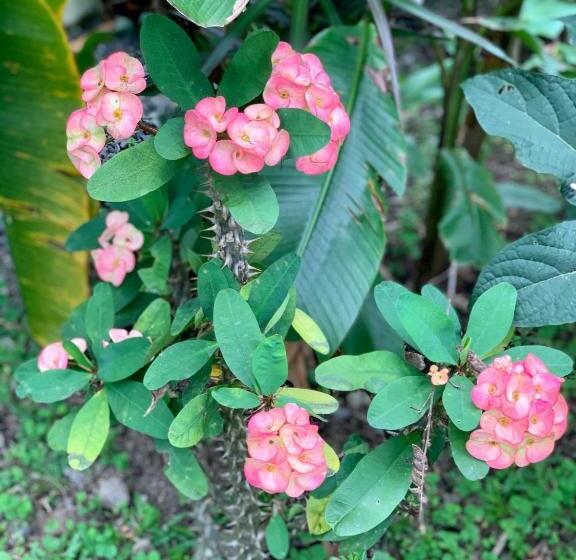 بنسيون Villa Tucan