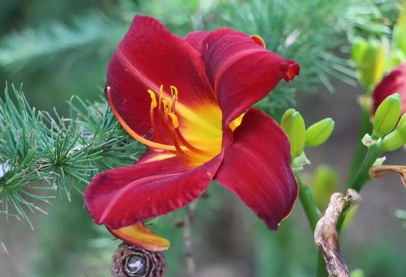 Majatalo La Maison Jaune D Eastman