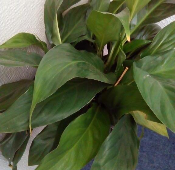 Пансион Redwood Lodge Motel