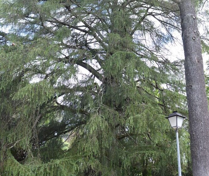 בית מלון כפרי Rural Villa Onuba