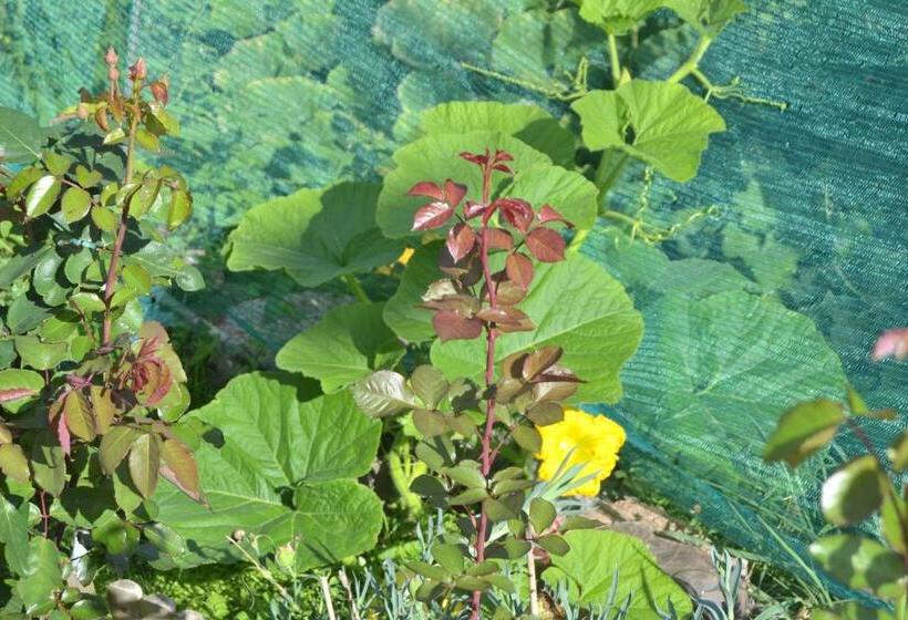 פנסיון Hostal La Muntanya