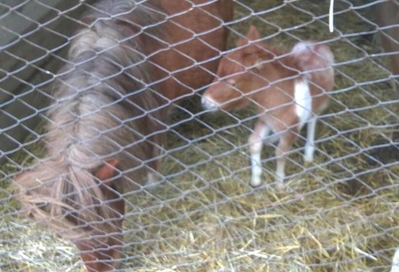 בית מלון כפרי Agriturismo La Miniera