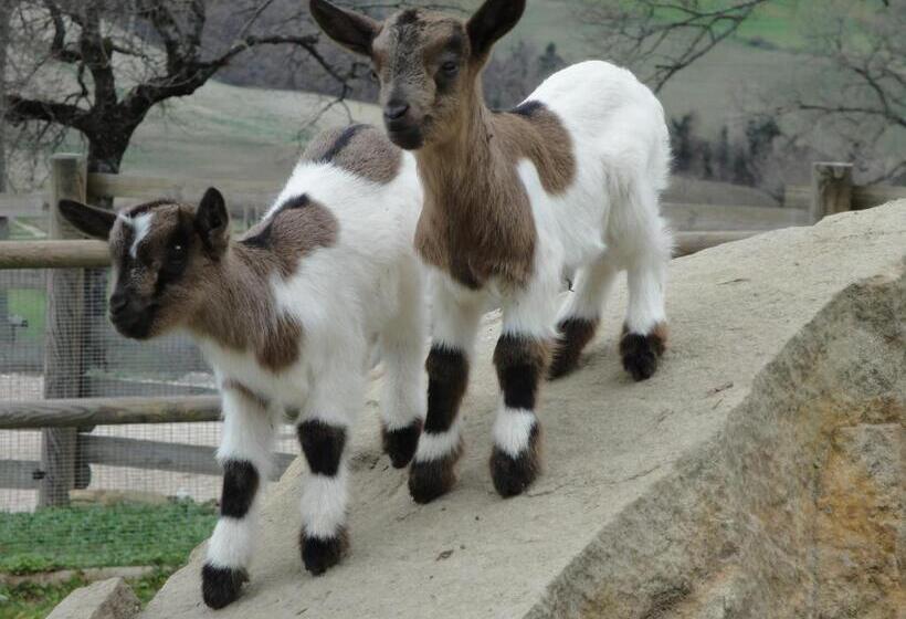 בית מלון כפרי Agriturismo Alla Vecchia Quercia