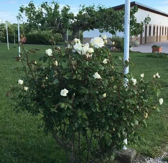 ホテル La Massarìa Agriresort