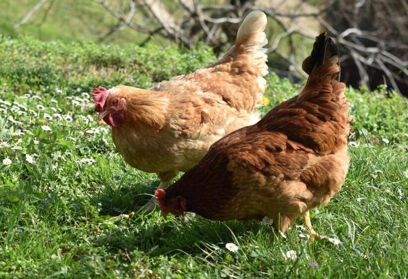 ホテル Agriturismo Le Noci