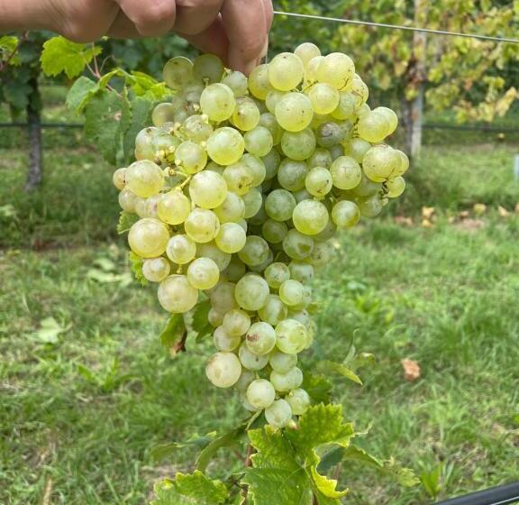 ホテル Agriturismo Le Noci