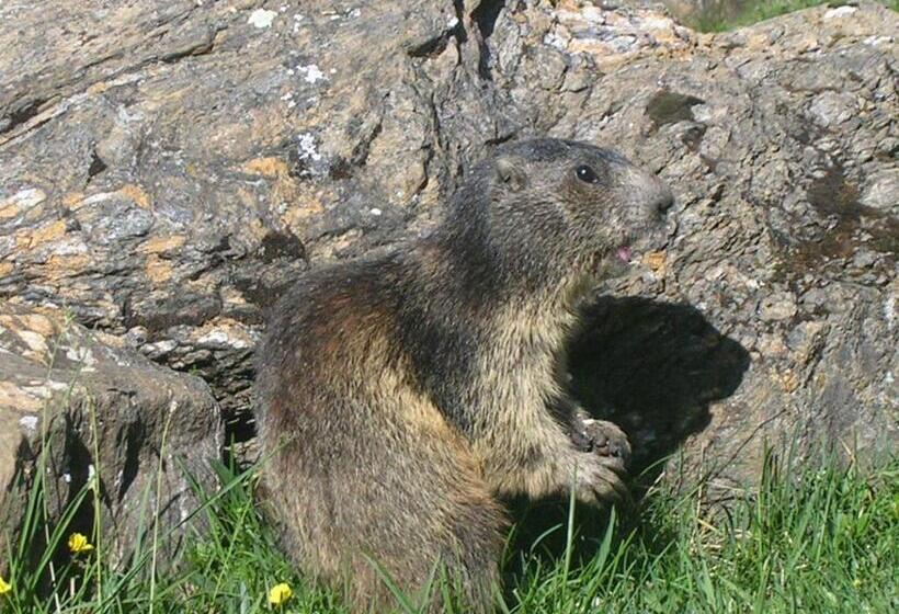 بنسيون Zwargji