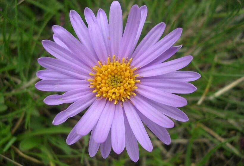 بنسيون Zwargji