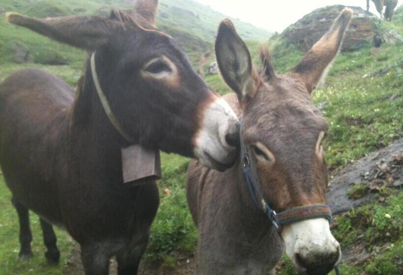 بنسيون Zwargji