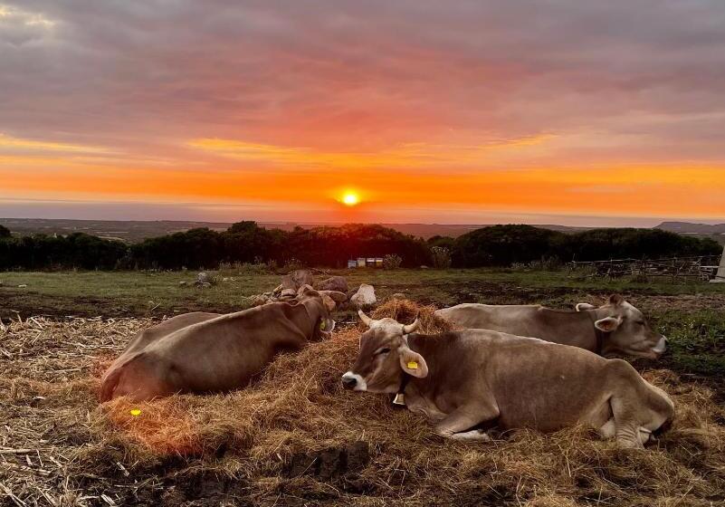 فندق Agriturismo S'ispiga