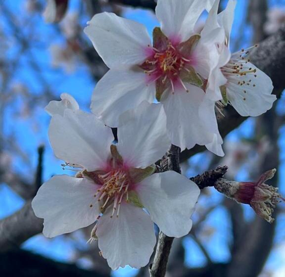 호텔 Agriturismo Su Barraccu