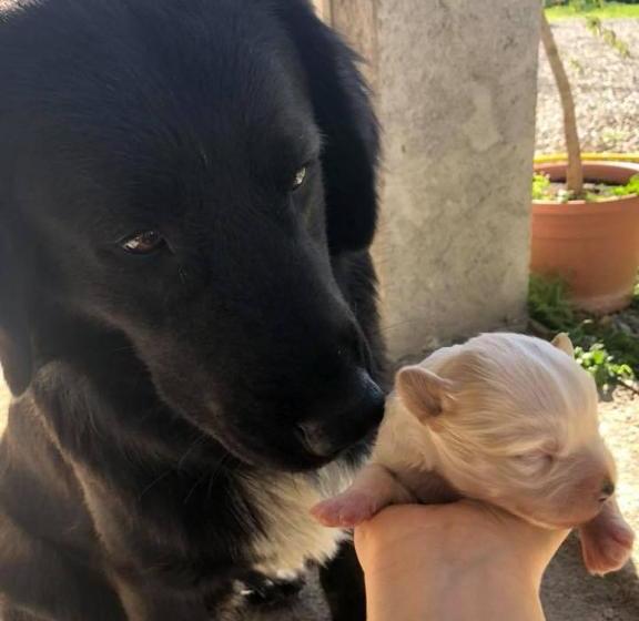 בית מלון כפרי Domus De Goene