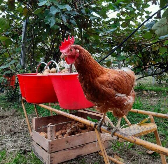 בית מלון כפרי Agriturismo Fior Di Campo