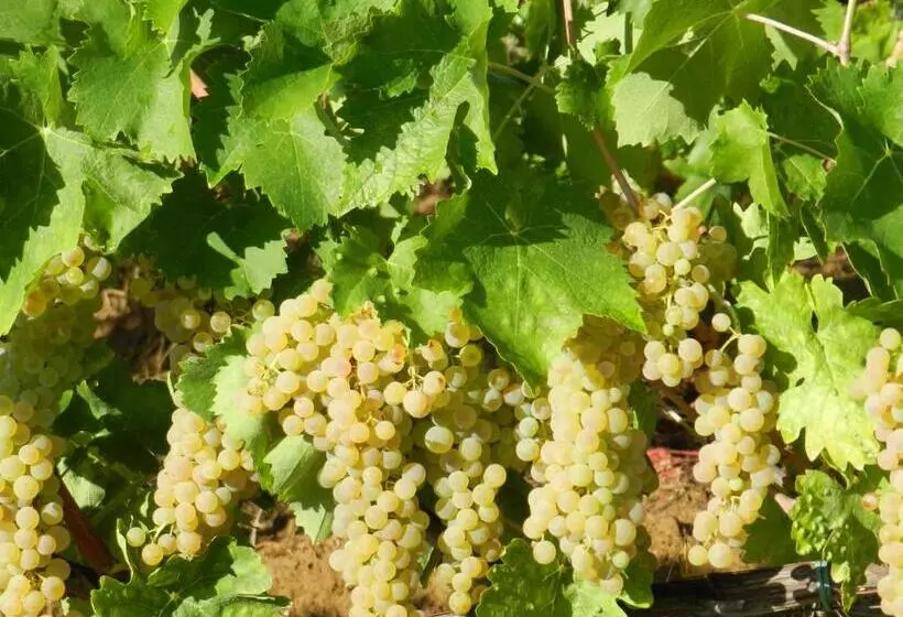 ホテル Agriturismo Montegonfoli