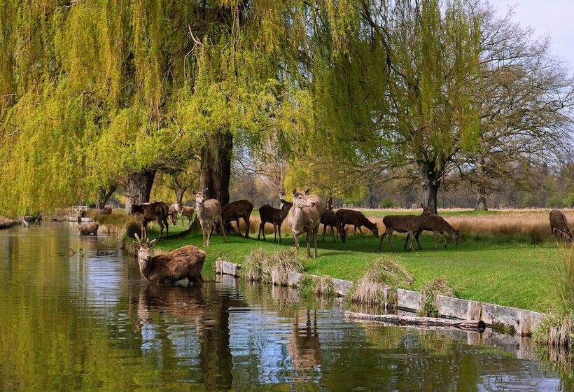 فندق The Foresters Arms