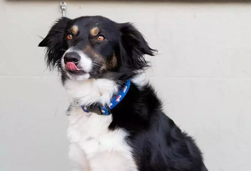 ユースホステル Usk And Railway Inn