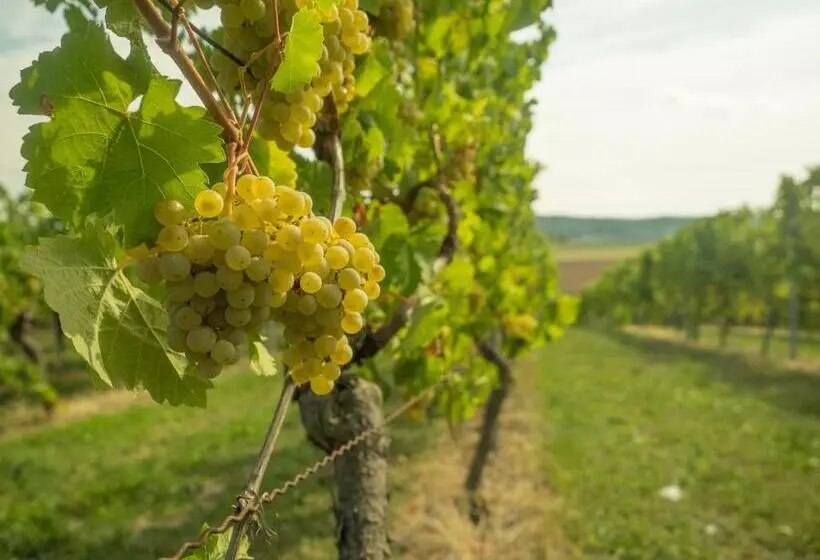 Retkeilymaja Vinotel Heinz J. Schwab