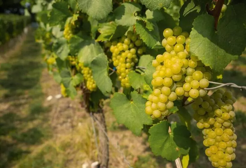 Retkeilymaja Vinotel Heinz J. Schwab